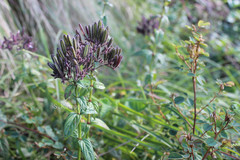 Andrographis megamalayana